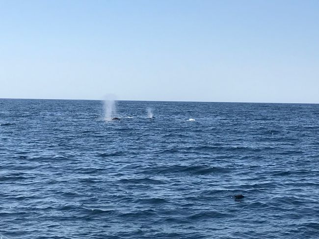 Super tag in Eden with sperm whale and co.!