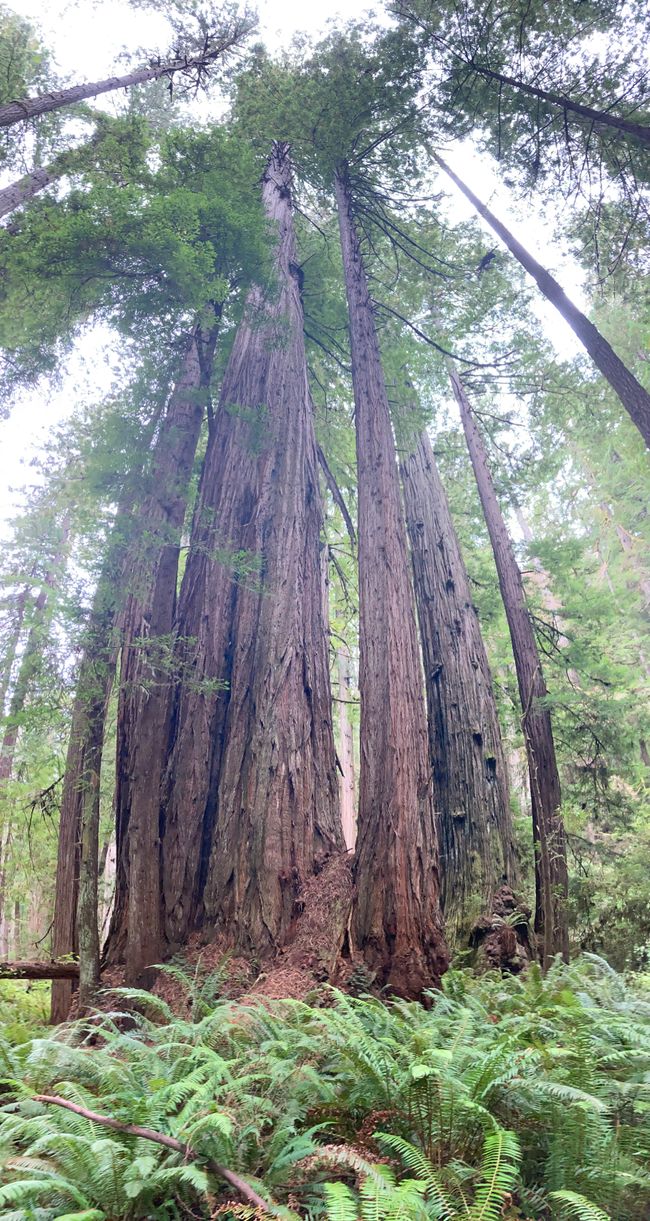 In den Redwoods