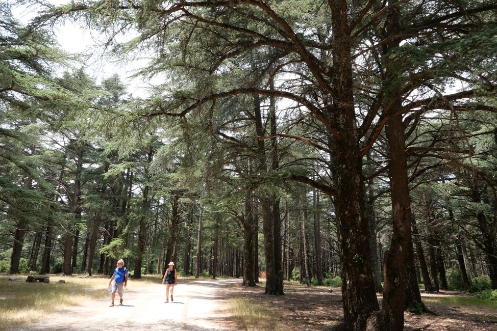 2021 - July - Hiking in Luberon, Day 2, Circular trail to 'Forets des Cedres', the Cedar Forest