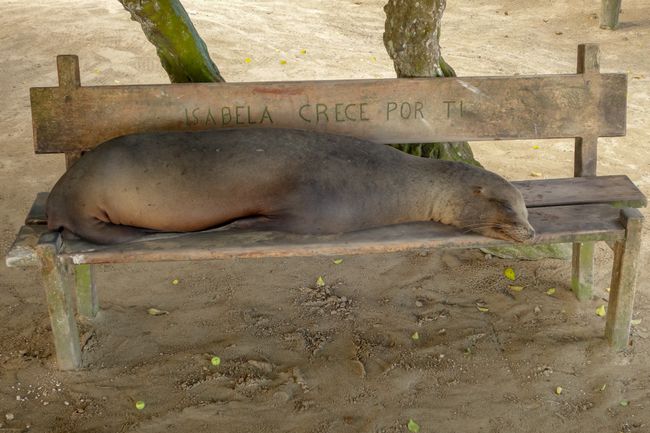 Ɛkwado - Galapagos: Isabela ɛn San Kristɔbal