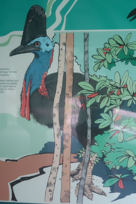 The only cassowary we saw! We're actually a little glad about that ;)