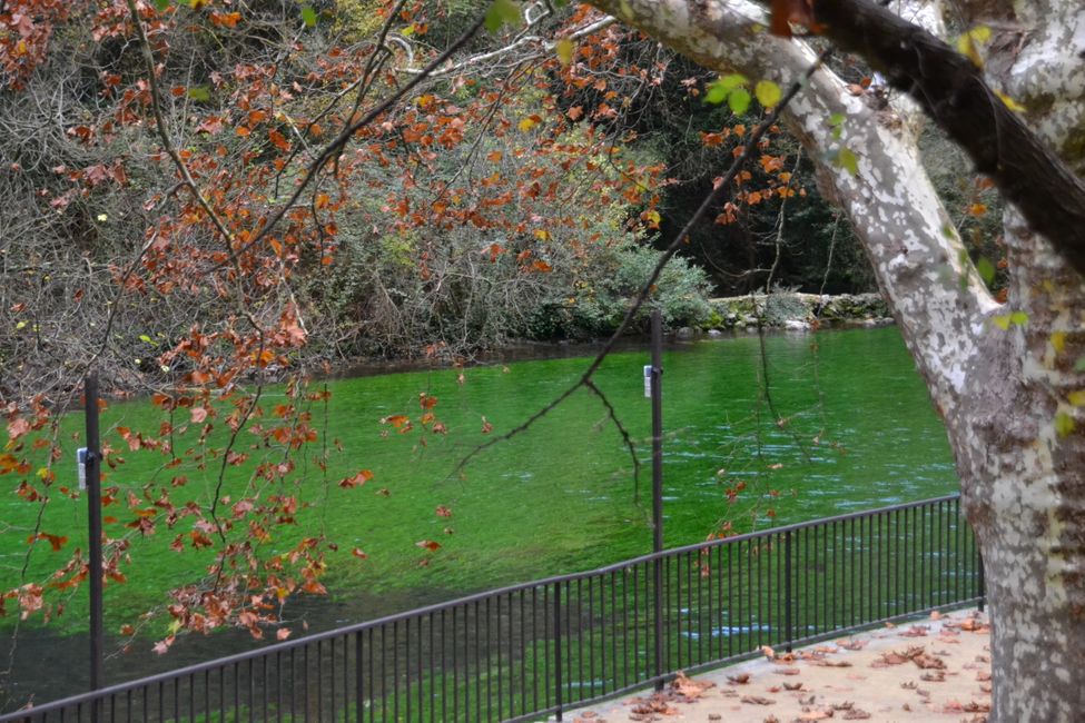 der sehr klare Fluss Sorgue kurz hinter der Quelle mit grünen Wasserpflanzen in Fontaine-de-Vaucluse