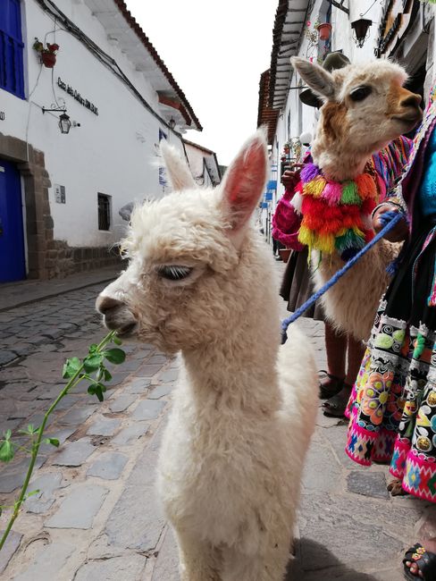 S: (Sprach-)Aufenthalt in Cusco