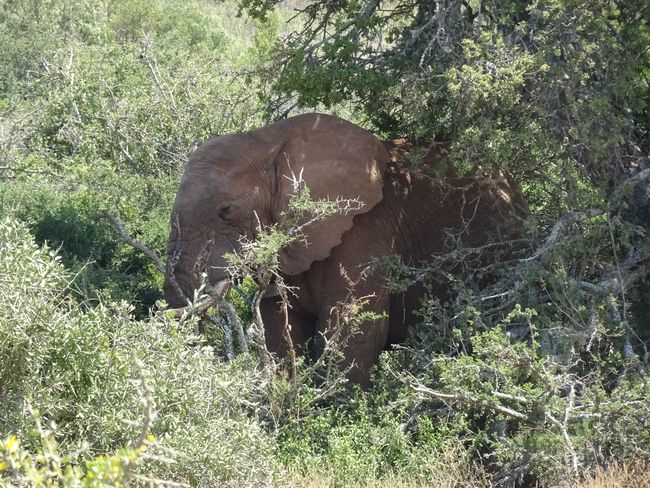 South African Road Trip VII - Addo Elefant National Park