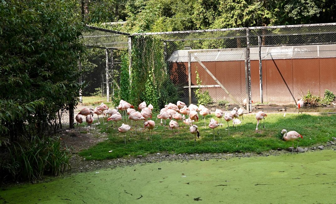 Flamingos