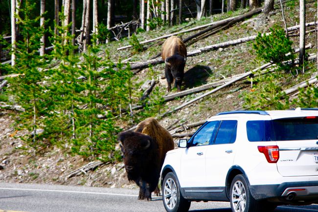 Road Trip Part V - Yellowstone Nationalpark
