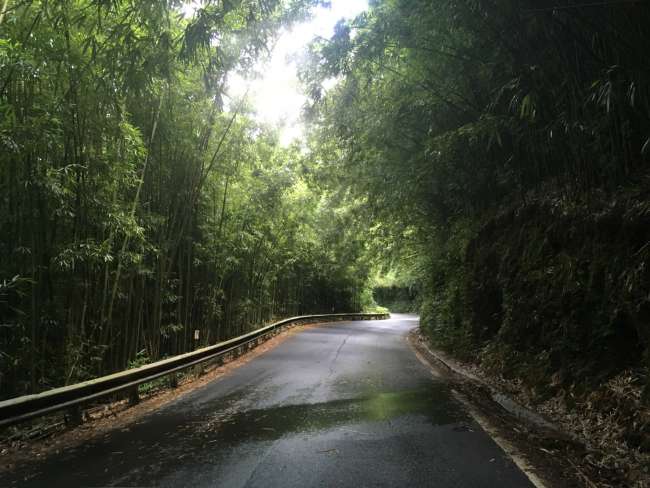 Bamboo road