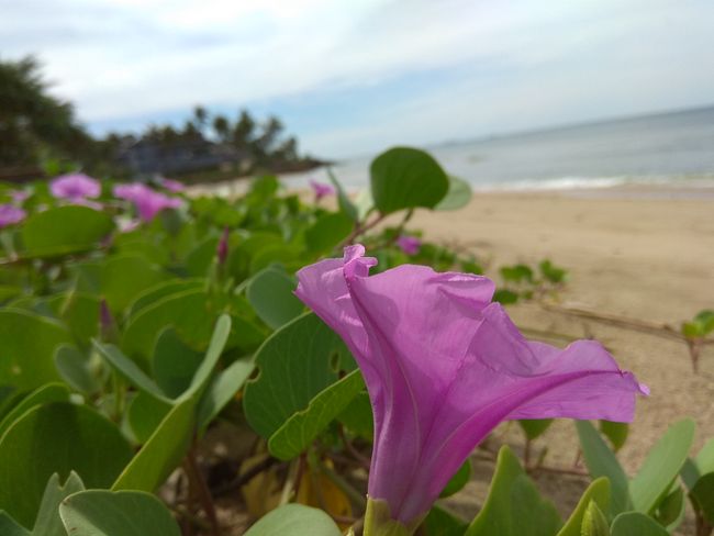 Flowers on the beach
