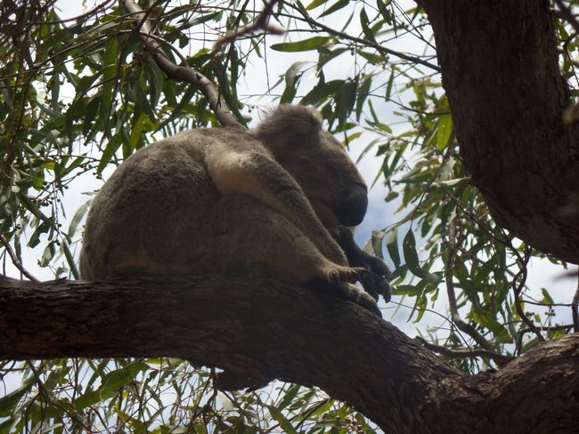 Koala at The Forts