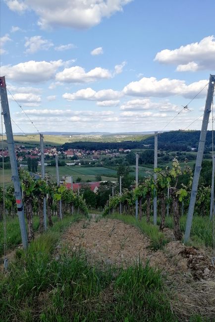 Even steeper than it looks here 😅 #vineyard #steepaf