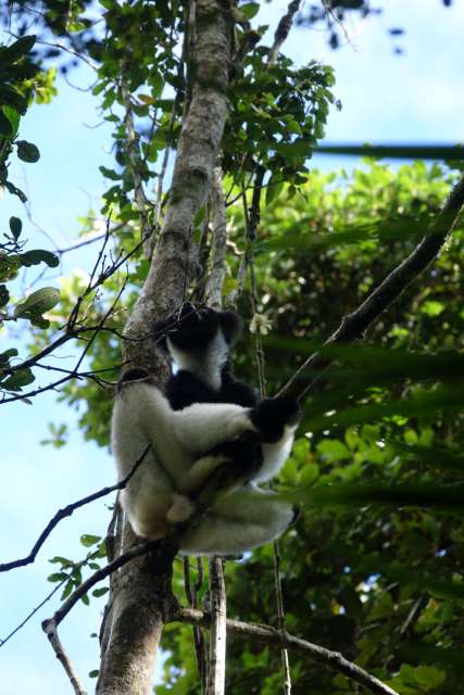 Day 54 Lemuren