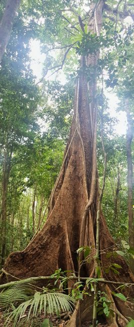 Mossman Gorge