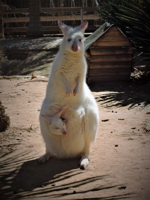 Albino Kangaroo mit Baby!