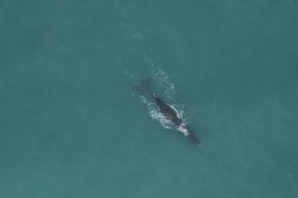 Kaikoura - Sperm whale, from the air