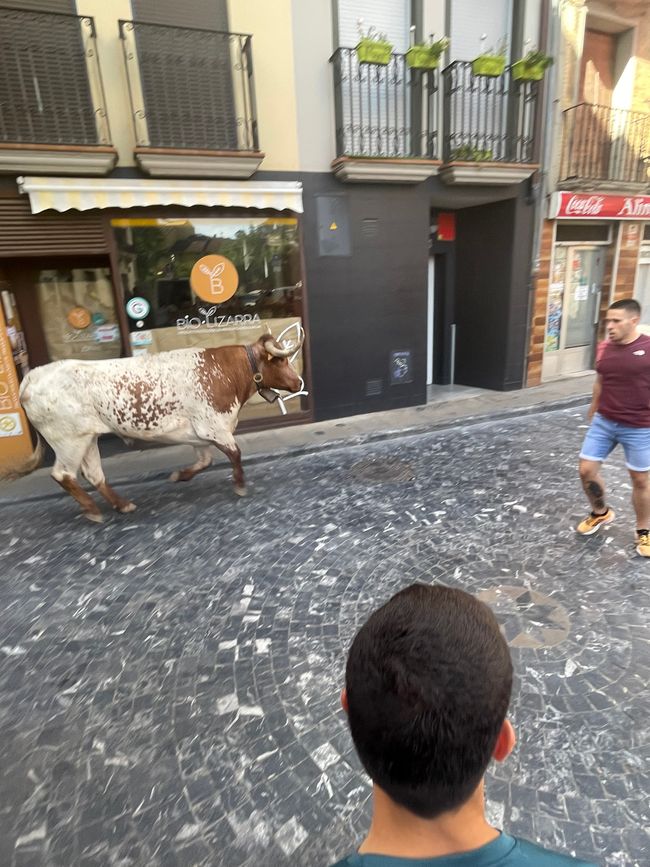 Pamplona në Estella, Dita 24