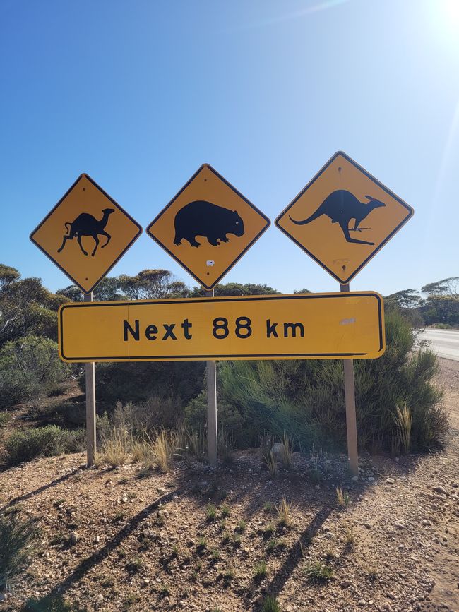Nullarbor roadsign - wombats?