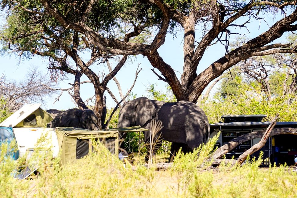 Bisschen Elefantenbesuch auf dem Campingplatz - wer ist größer? 