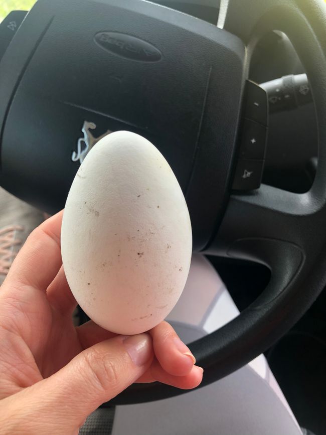 A gift from the house - a goose egg🤭