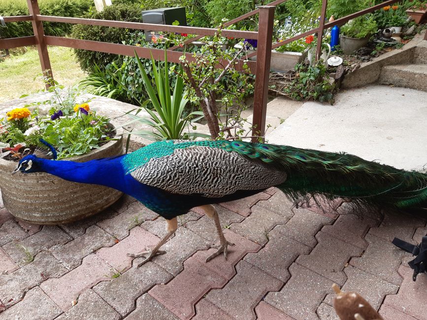 One of the 2 peacocks