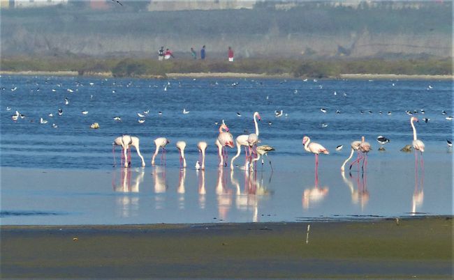Die  ersten Flamingos