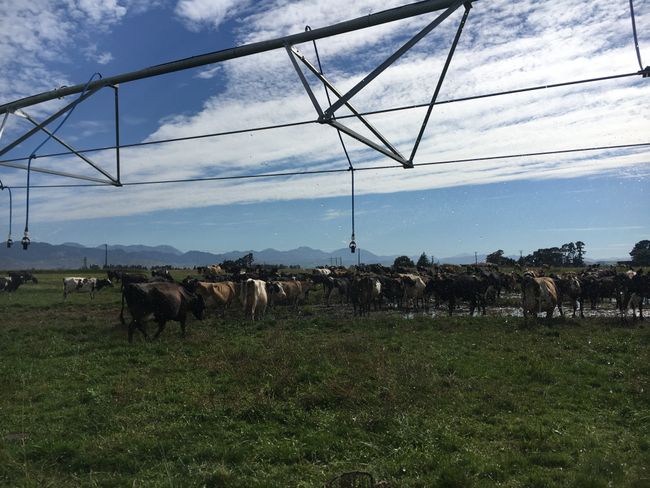 Bewässerungssystem Neuseeland - jetzt wissen wir Bescheid