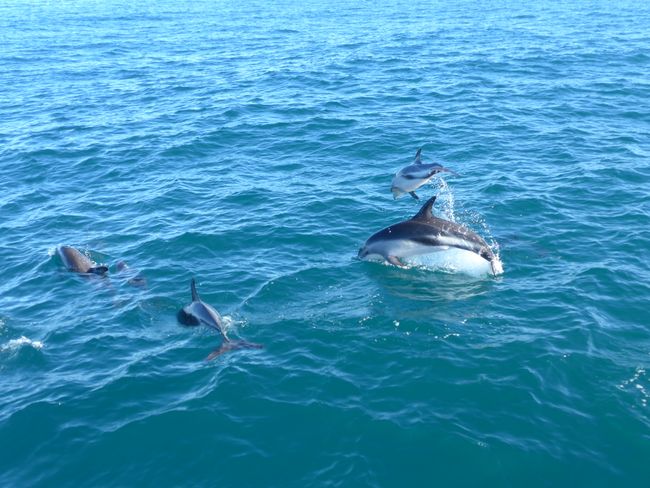 Kaikoura - Whales, Dolphins, and Seals (New Zealand Part 41)