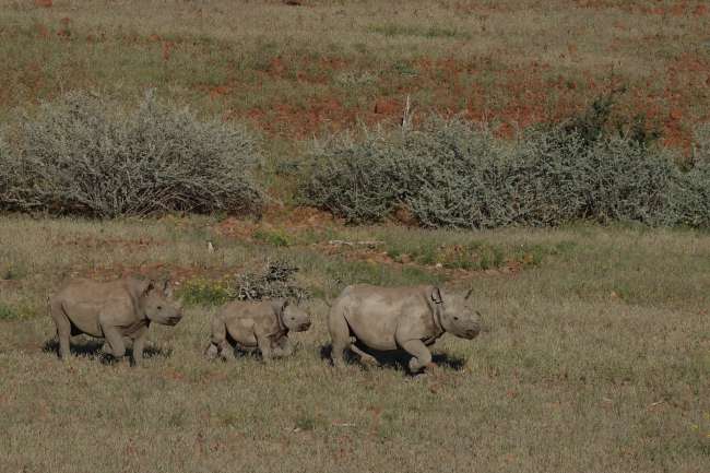 Day 41 Rhinos and Hyenas