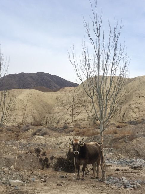 3. eguna: Karakol, Kirgizistan - elurra, mendiak eta laku erraldoi bat