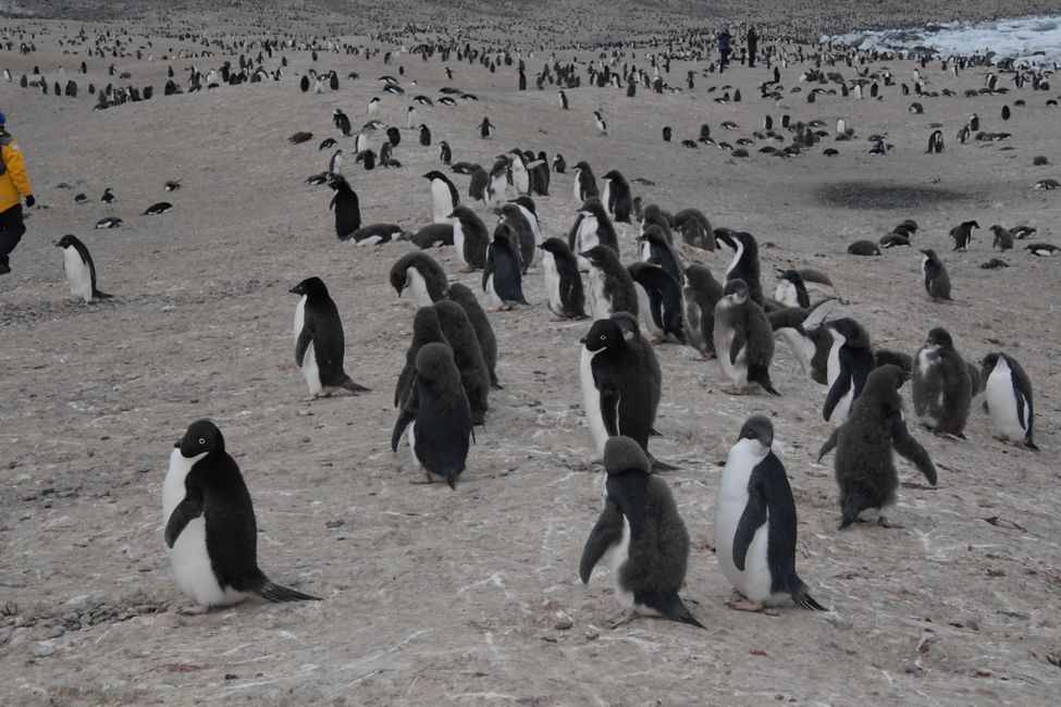 Adelie penguin colony at Cape Adare