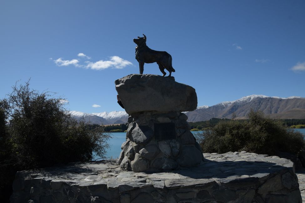 Lake Tekapo - The shepherd's dog monument