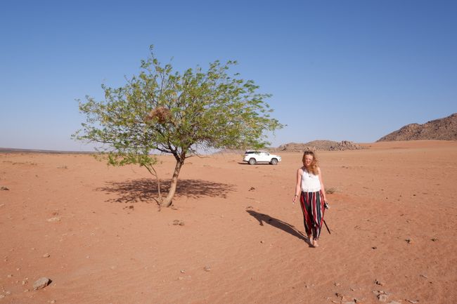 Mitten in der Kalahari-Wüste einen grünen Baum gefunden
