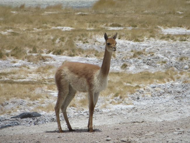 Salar de Uyuni