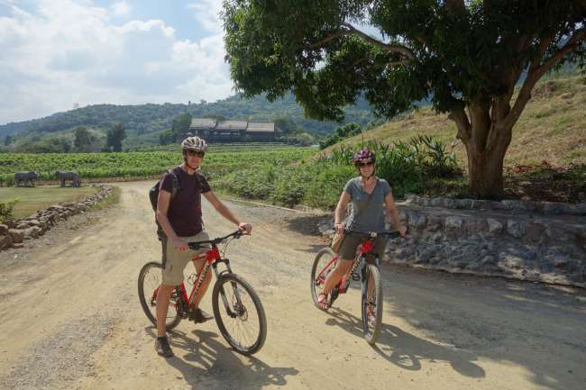 Biking through the vineyards