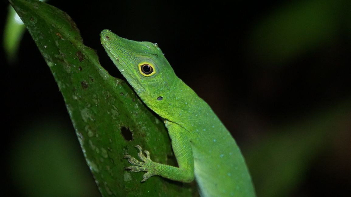 A bright green Amazon lizard