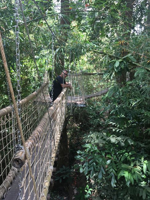 Hängebrücke in den Dschungel