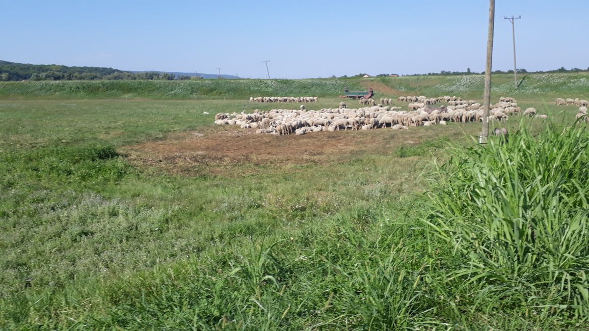 10 sheep - border - disorientation