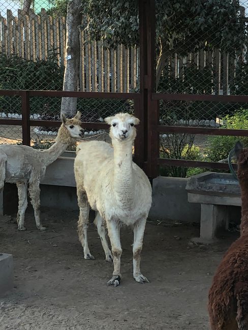 First llama 