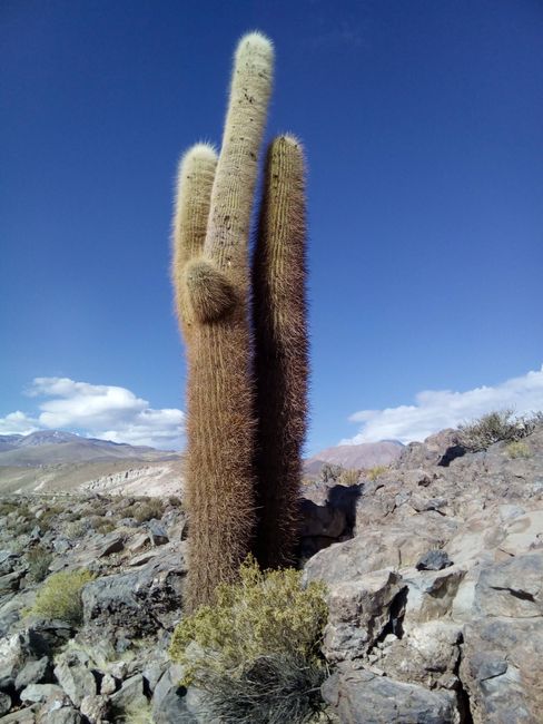 My friend the cactus 😉🌵