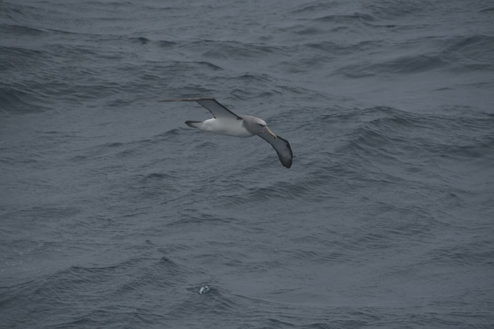 Snares Islands - Grey-headed Albatross