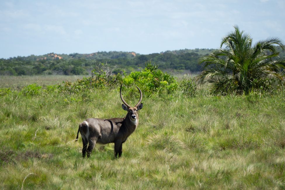 KwaZulu Natal: On safari in Hluhluwe iMfolozi Park and iSimangaliso Wetland Park