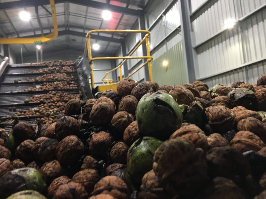 Walnuts end up in the hopper