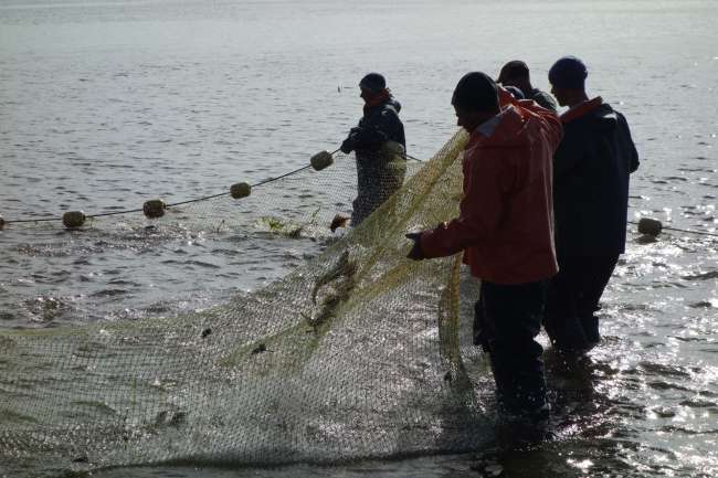 Fishermen catch the salmon