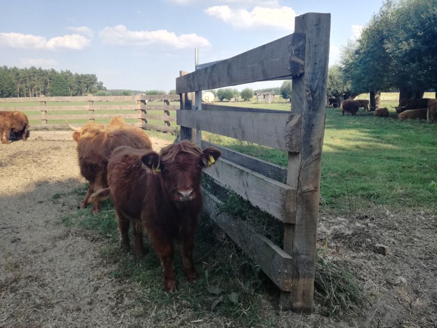 Vache IV