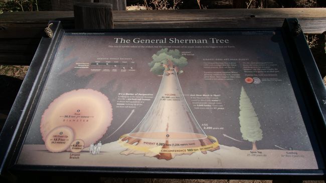 Sequioa Nationalpark - General Sherman