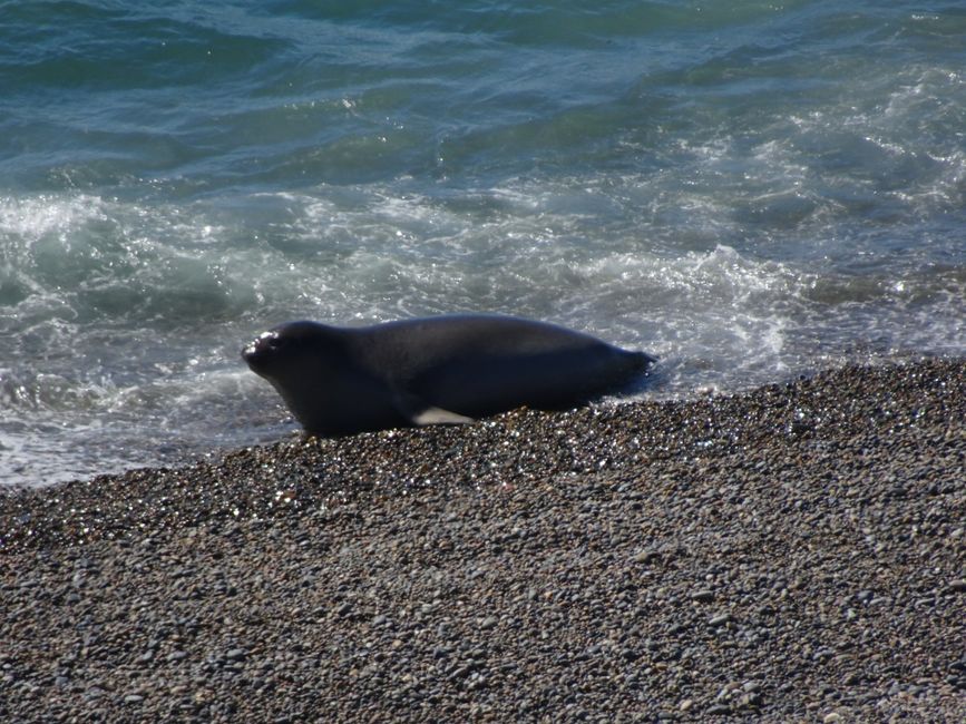 Die Tierwelt auf der Halbinsel Valdez: Seelöwen und Seelefanten