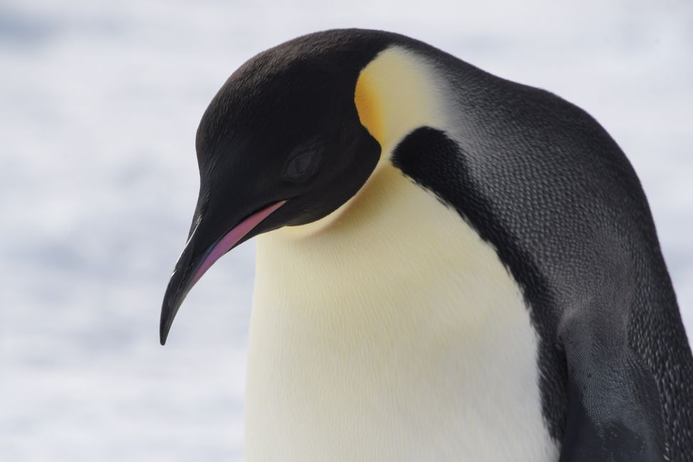 Antarctica - Ross Sea - McMurdo Sound - Emperor Penguin