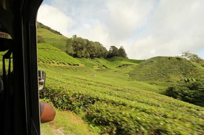 Boh tea plantation in Cameron Highlands