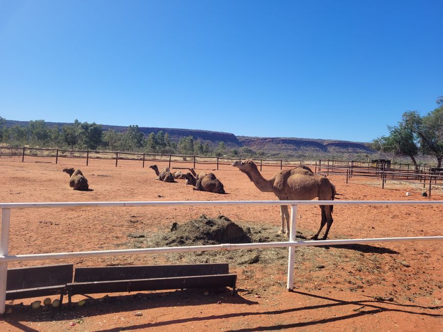 Kings Creek station camels