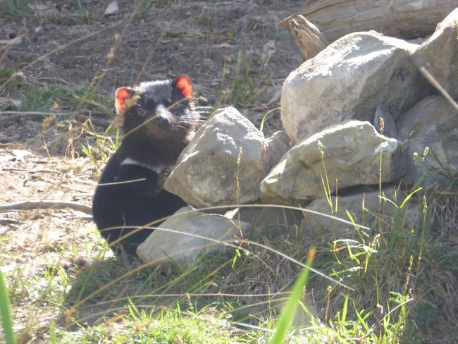 Tasmanisches Teufelchen im Nature World