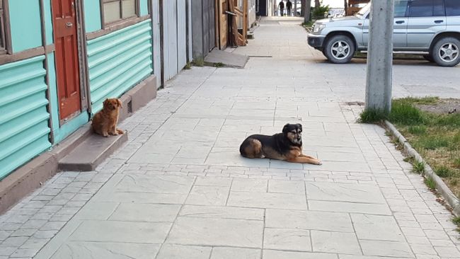 Straßenhunde überall